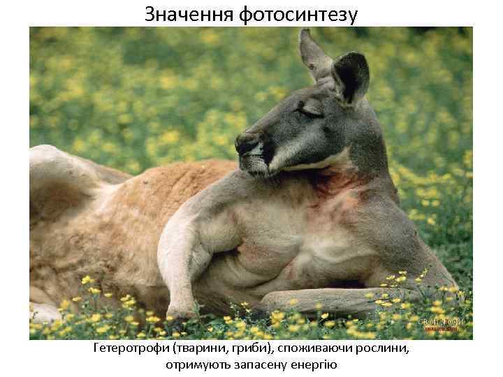 Значення фотосинтезу Гетеротрофи (тварини, гриби), споживаючи рослини, отримують запасену енергію 