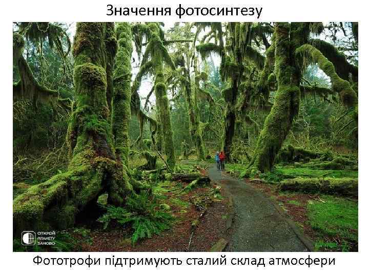 Значення фотосинтезу Фототрофи підтримують сталий склад атмосфери 