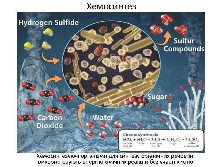 Хемосинтезуючі організми для синтезу органічних речовин використовують енергію хімічних реакцій без участі кисню 