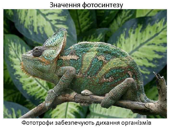 Значення фотосинтезу Фототрофи забезпечують дихання організмів 
