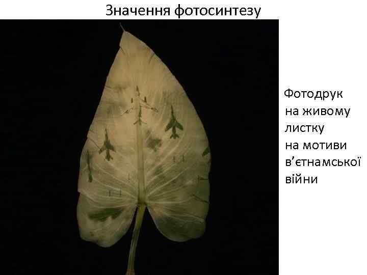 Значення фотосинтезу Фотодрук на живому листку на мотиви в’єтнамської війни 