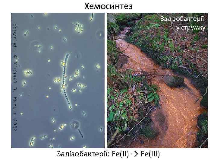 Хемосинтез Залізобактерії у струмку Залізобактерії: Fe(ІІ) → Fe(ІІІ) 