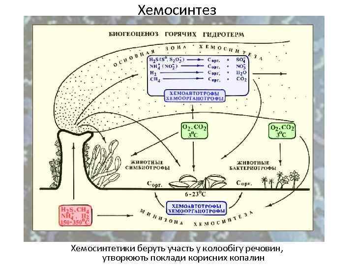 Хемосинтез Хемосинтетики беруть участь у колообігу речовин, утворюють поклади корисних копалин 