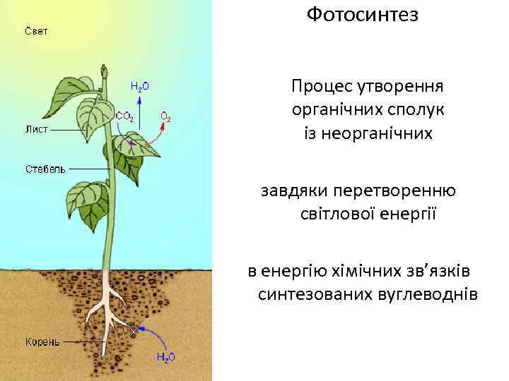 Фотосинтез Процес утворення органічних сполук із неорганічних завдяки перетворенню світлової енергії в енергію хімічних