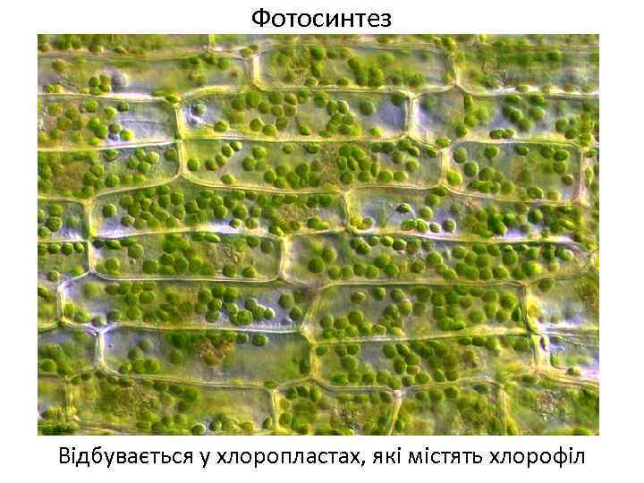 Фотосинтез Відбувається у хлоропластах, які містять хлорофіл 