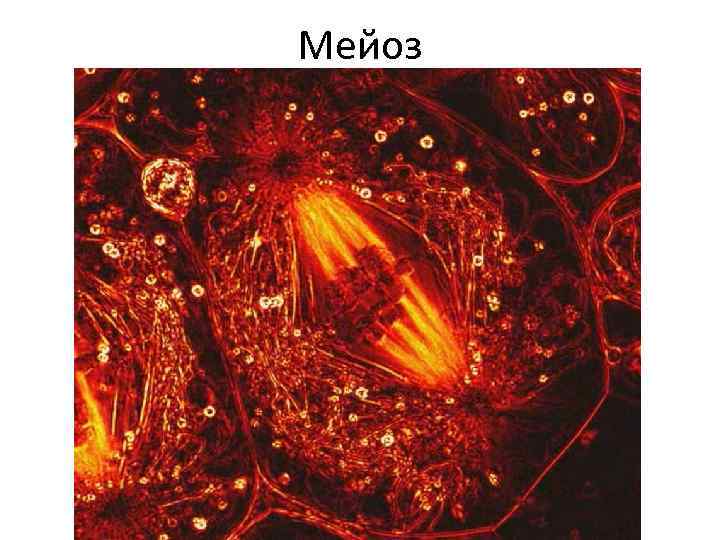 Мейоз 