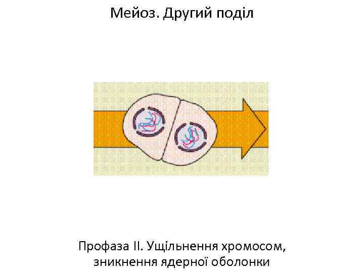 Мейоз. Другий поділ Профаза ІІ. Ущільнення хромосом, зникнення ядерної оболонки 