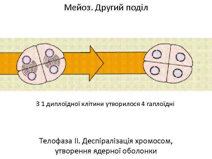 Мейоз. Другий поділ З 1 диплоїдної клітини утворилося 4 гаплоїдні Телофаза ІІ. Деспіралізація хромосом,
