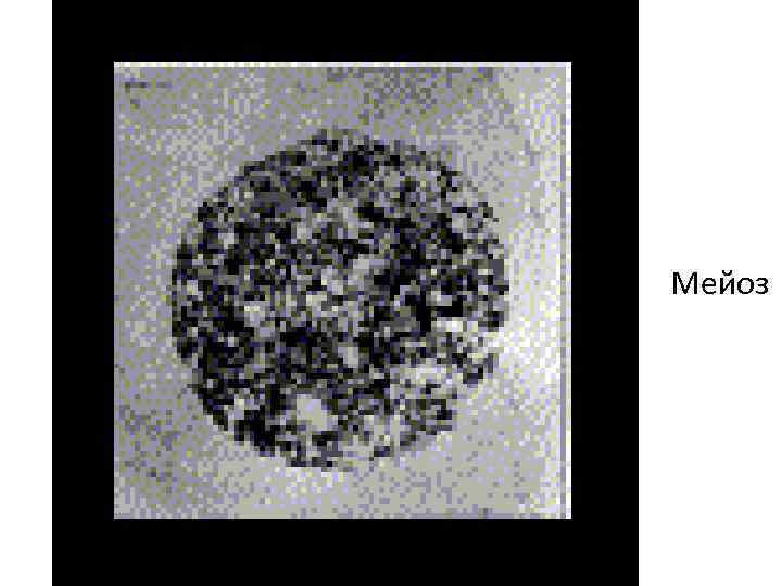 Мейоз 