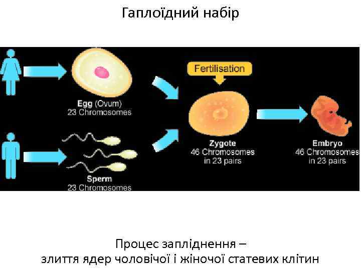 Гаплоїдний набір Процес запліднення – злиття ядер чоловічої і жіночої статевих клітин 