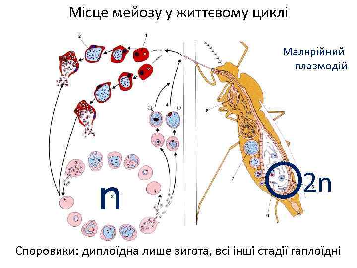 Місце мейозу у життєвому циклі Малярійний плазмодій n 2 n Споровики: диплоїдна лише зигота,