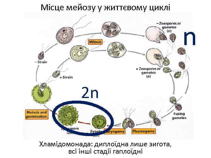 Місце мейозу у життєвому циклі n 2 n Хламідомонада: диплоїдна лише зигота, всі інші