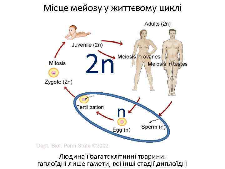 Місце мейозу у життєвому циклі 2 n n Людина і багатоклітинні тварини: гаплоїдні лише