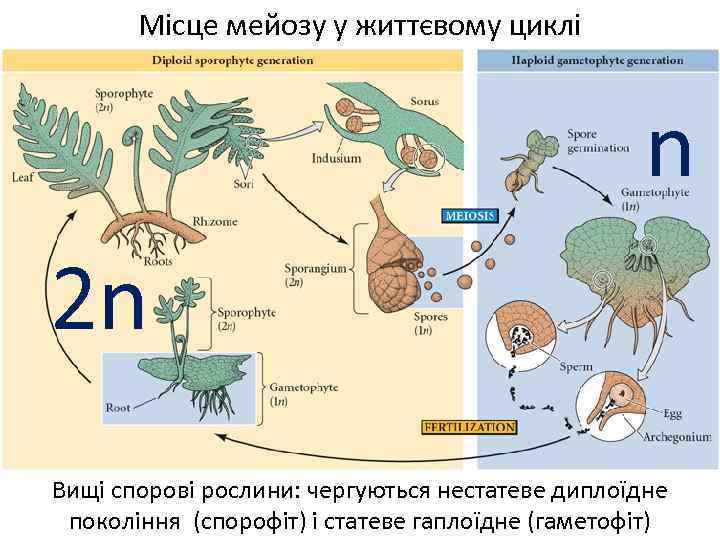 Місце мейозу у життєвому циклі n 2 n Вищі спорові рослини: чергуються нестатеве диплоїдне