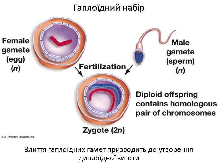 Гаплоїдний набір Злиття гаплоїдних гамет призводить до утворення диплоїдної зиготи 