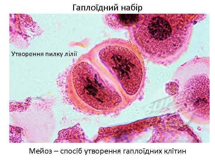 Гаплоїдний набір Утворення пилку лілії Мейоз – спосіб утворення гаплоїдних клітин 
