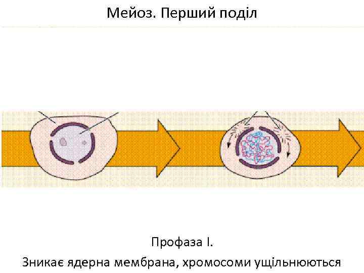 Мейоз. Перший поділ Профаза І. Зникає ядерна мембрана, хромосоми ущільнюються 