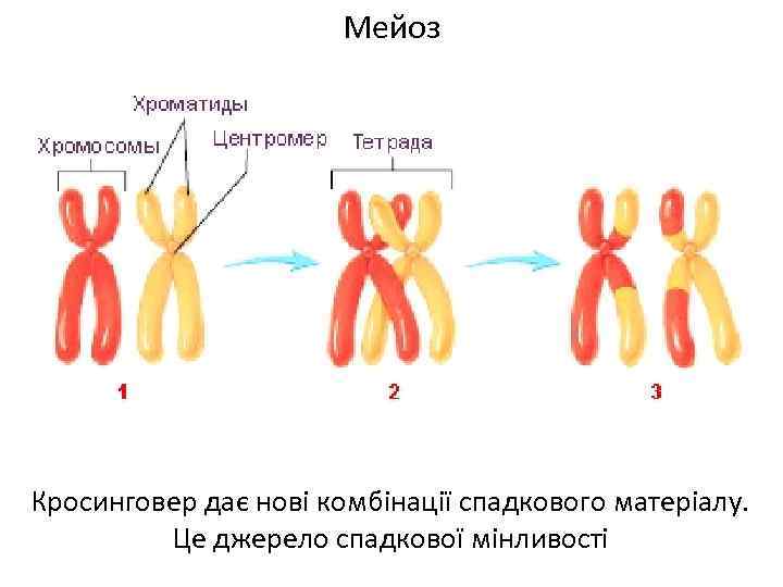 Тетрады хроматид