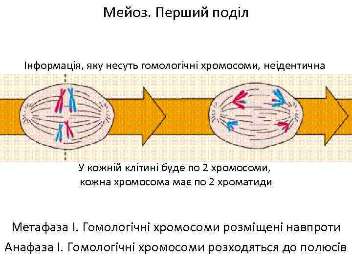Мейоз. Перший поділ Інформація, яку несуть гомологічні хромосоми, неідентична У кожній клітині буде по