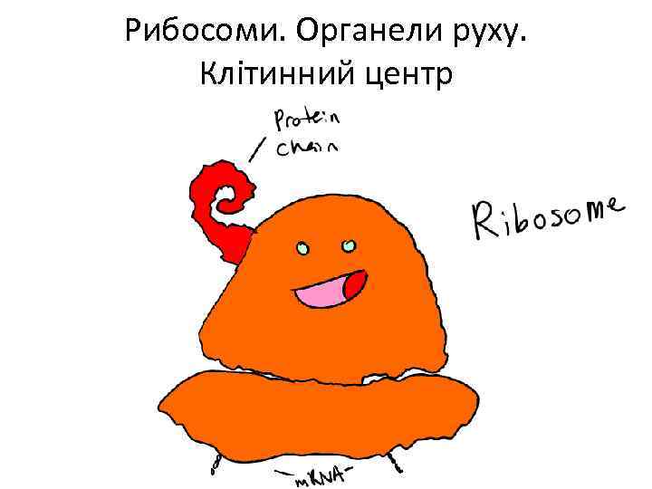 Рибосоми. Органели руху. Клітинний центр 