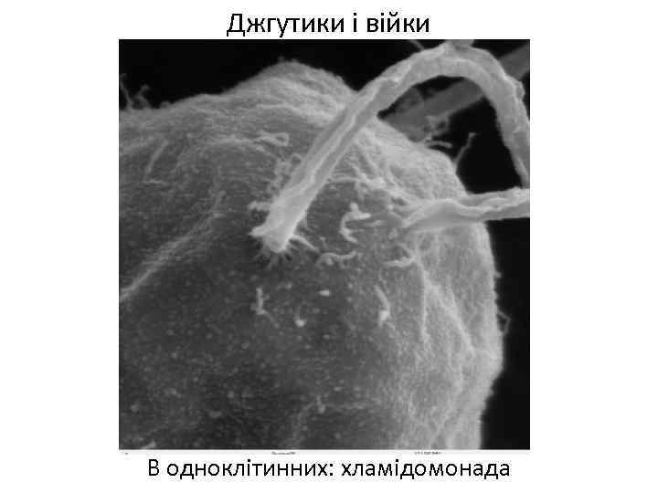 Джгутики і війки В одноклітинних: хламідомонада 