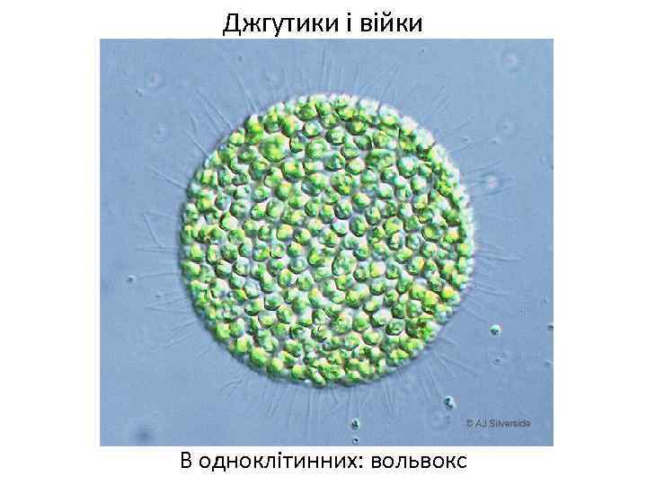 Джгутики і війки В одноклітинних: вольвокс 