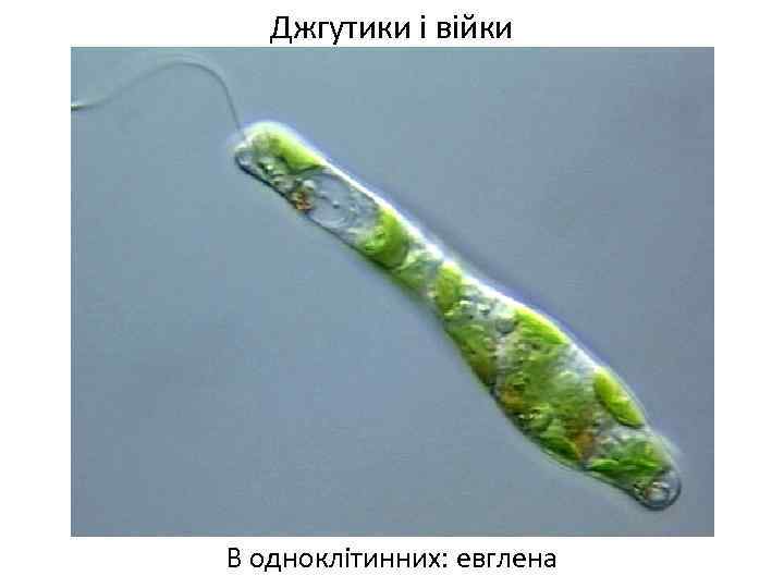 Джгутики і війки В одноклітинних: евглена 