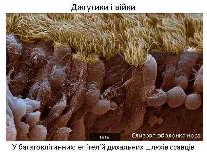 Джгутики і війки Слизова оболонка носа У багатоклітинних: епітелій дихальних шляхів ссавців 