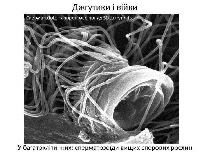 Джгутики і війки Сперматозоїд папороті має понад 50 джгутиків У багатоклітинних: сперматозоїди вищих спорових