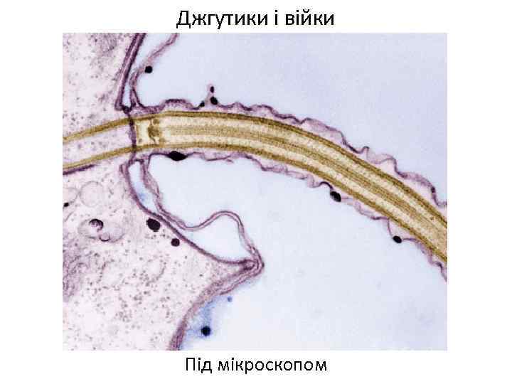 Джгутики і війки Під мікроскопом 