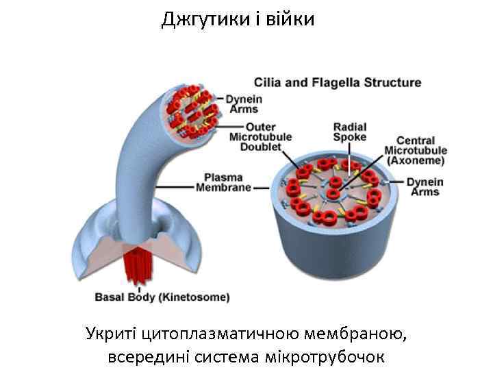 Ribosomi Organeli Ruhu Klitinnij Centr Ribosomi Nemembranni