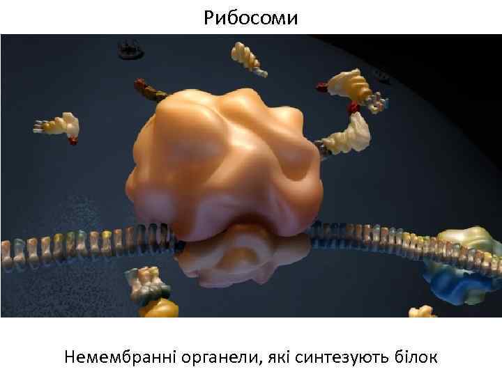 Рибосоми Немембранні органели, які синтезують білок 