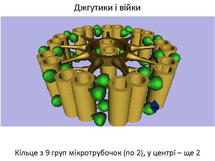 Джгутики і війки Кільце з 9 груп мікротрубочок (по 2), у центрі – ще