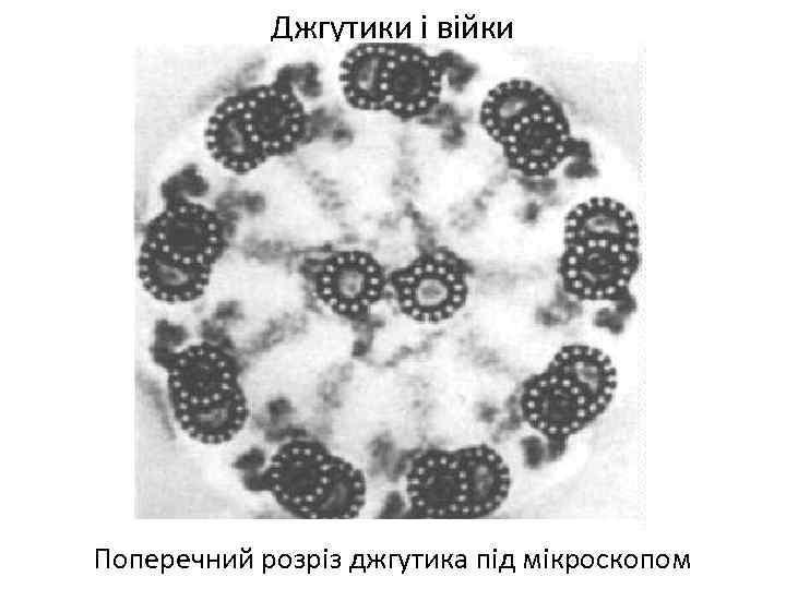 Джгутики і війки Поперечний розріз джгутика під мікроскопом 