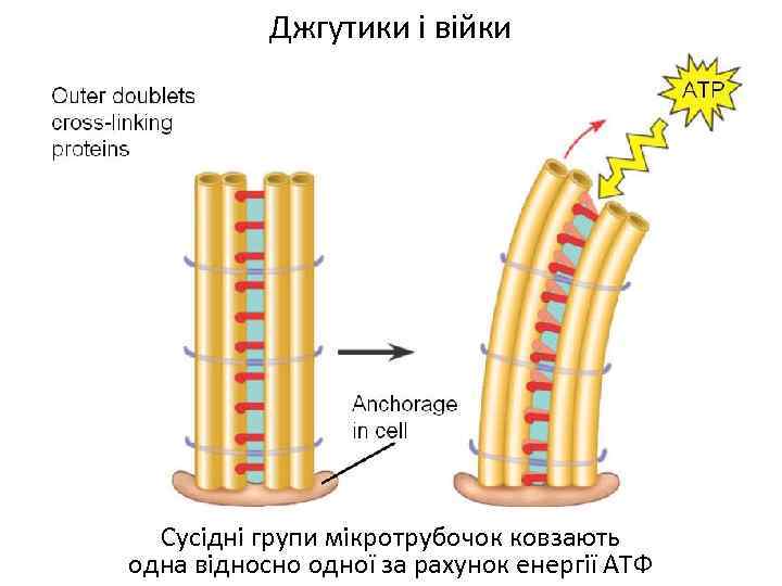 Джгутики і війки Сусідні групи мікротрубочок ковзають одна відносно одної за рахунок енергії АТФ