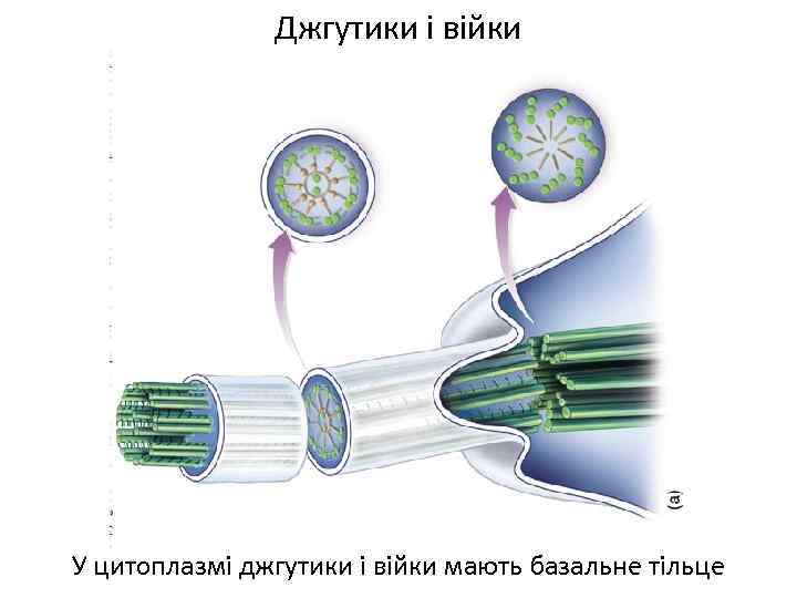 Джгутики і війки У цитоплазмі джгутики і війки мають базальне тільце 