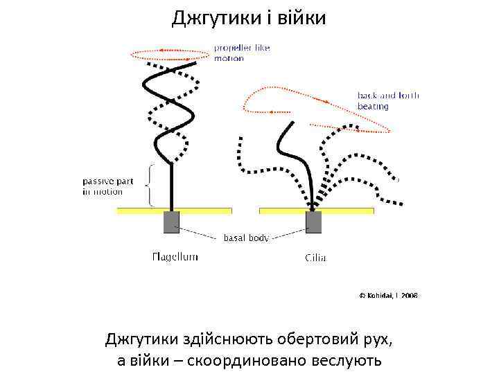 Джгутики і війки Джгутики здійснюють обертовий рух, а війки – скоординовано веслують 