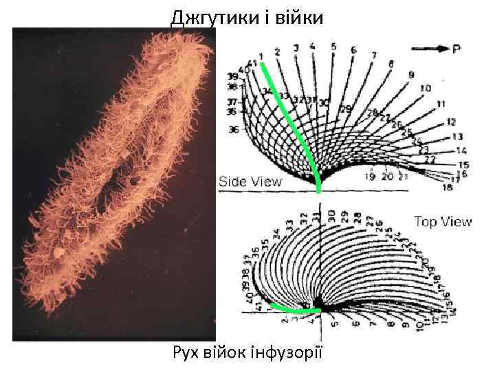 Джгутики і війки Рух війок інфузорії 