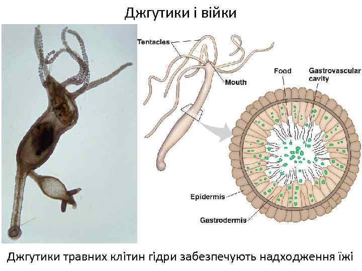 Джгутики і війки Джгутики травних клітин гідри забезпечують надходження їжі 