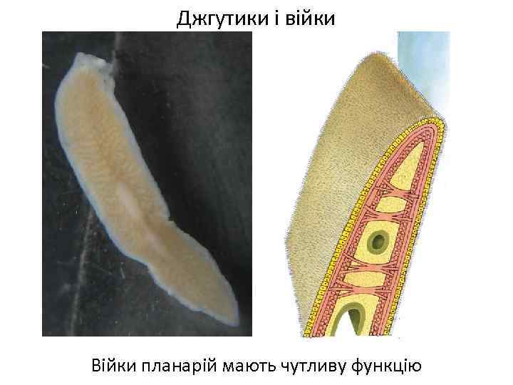 Джгутики і війки Війки планарій мають чутливу функцію 