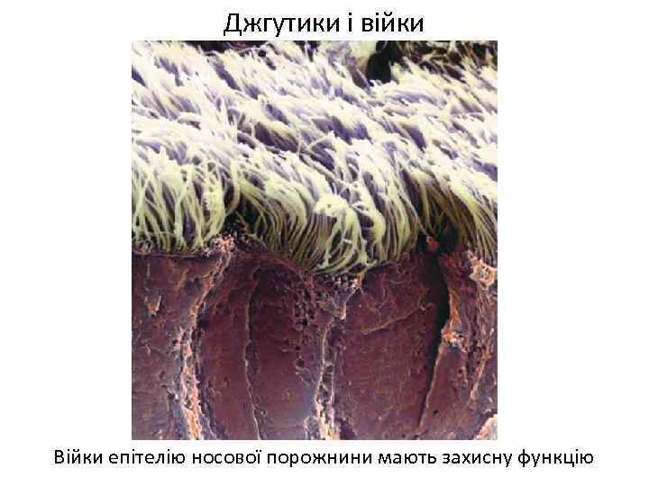 Джгутики і війки Війки епітелію носової порожнини мають захисну функцію 