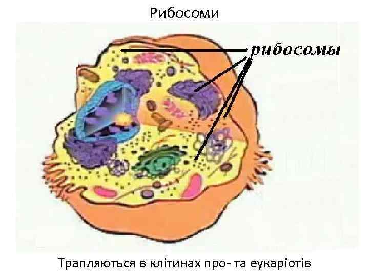 Рибосома в клетке рисунок