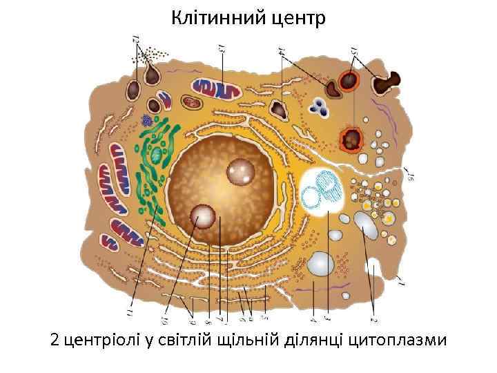 Клітинний центр 2 центріолі у світлій щільній ділянці цитоплазми 