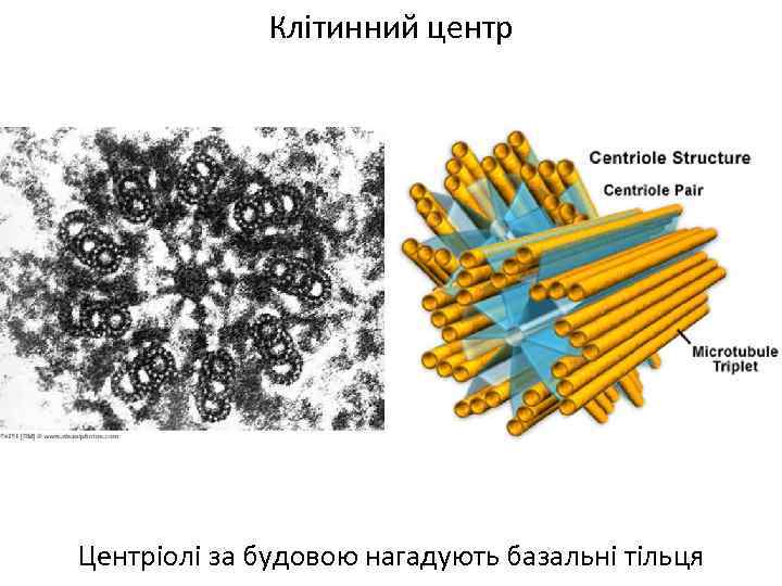 Клітинний центр Центріолі за будовою нагадують базальні тільця 