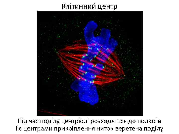 Клітинний центр Під час поділу центріолі розходяться до полюсів і є центрами прикріплення ниток