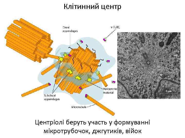 Клітинний центр Центріолі беруть участь у формуванні мікротрубочок, джгутиків, війок 