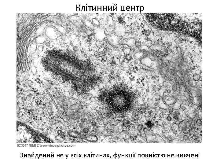 Клітинний центр Знайдений не у всіх клітинах, функції повністю не вивчені 