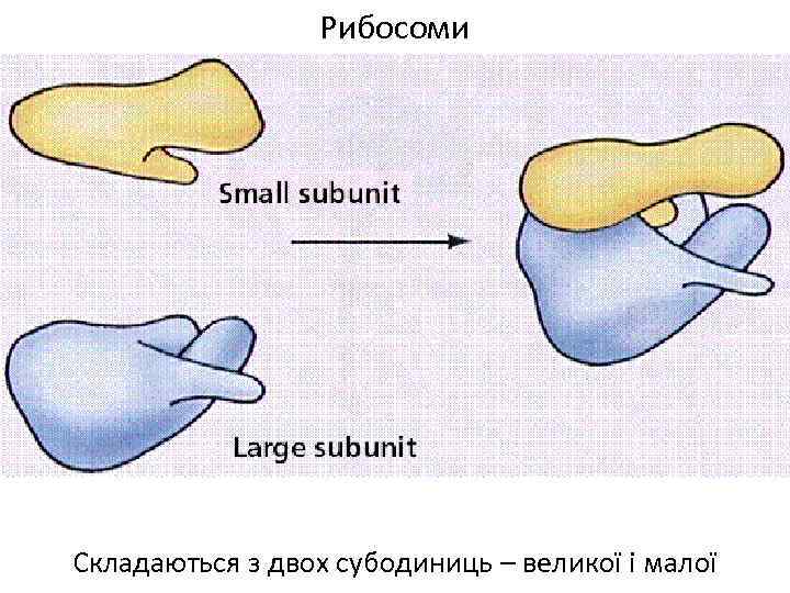 Рибосоми Складаються з двох субодиниць – великої і малої 