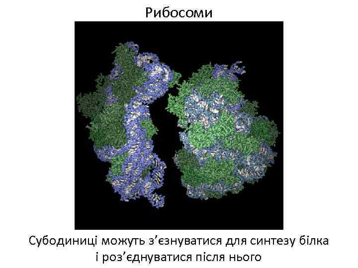 Рибосоми Субодиниці можуть з’єзнуватися для синтезу білка і роз’єднуватися після нього 