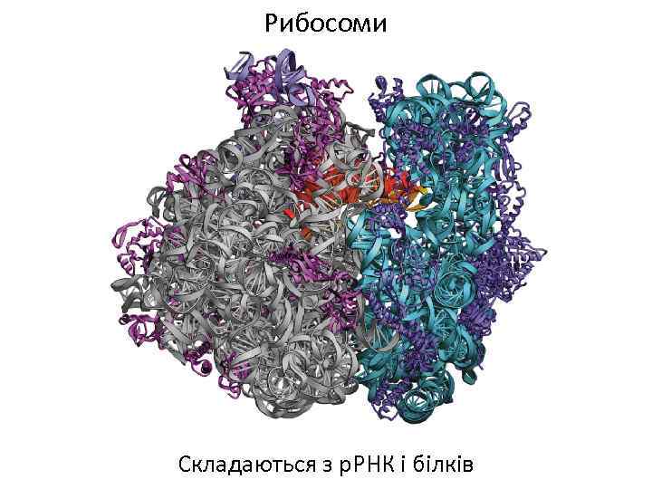 Рибосоми Складаються з р. РНК і білків 
